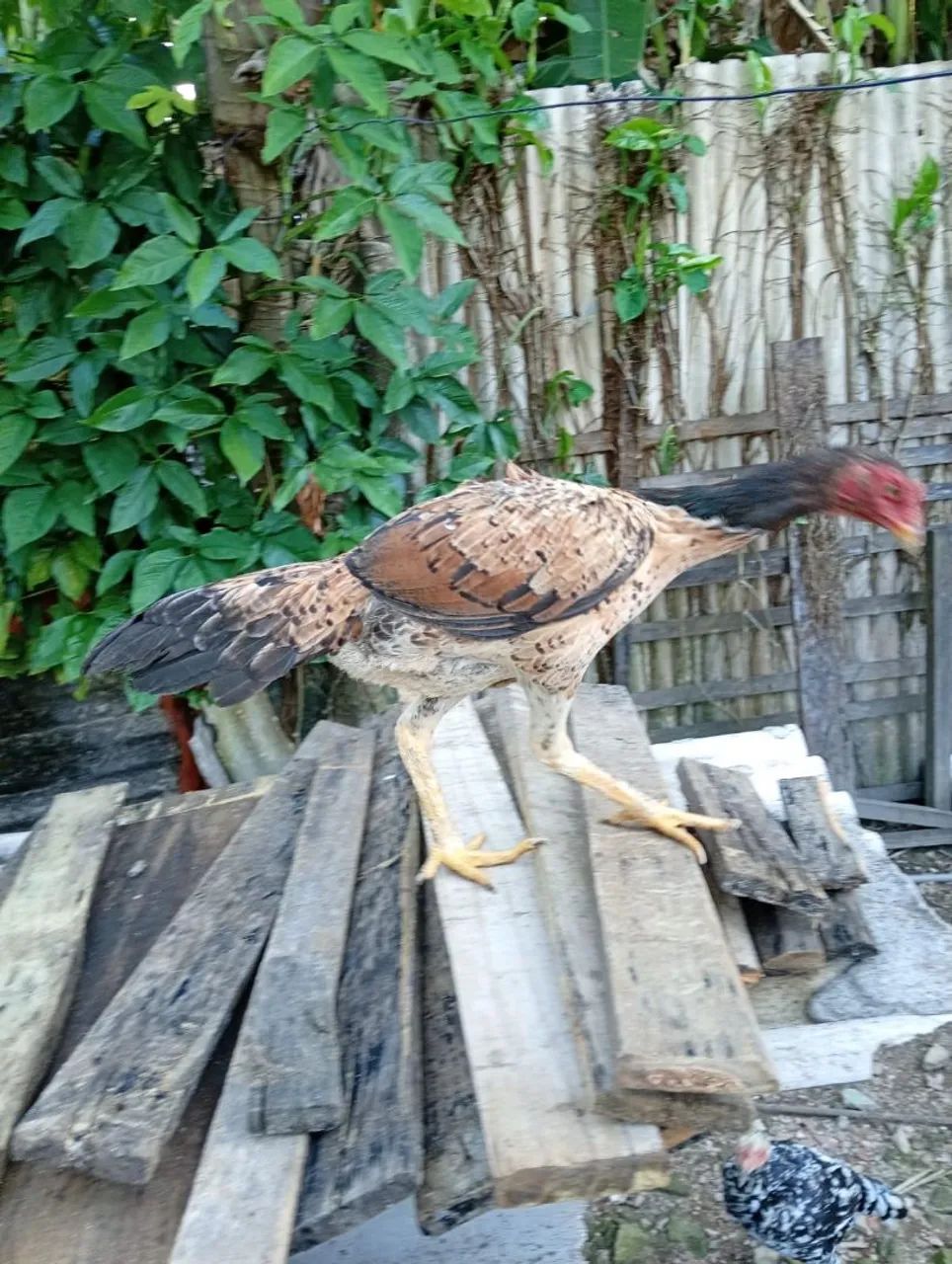 Galos e galinhas - Foto 2