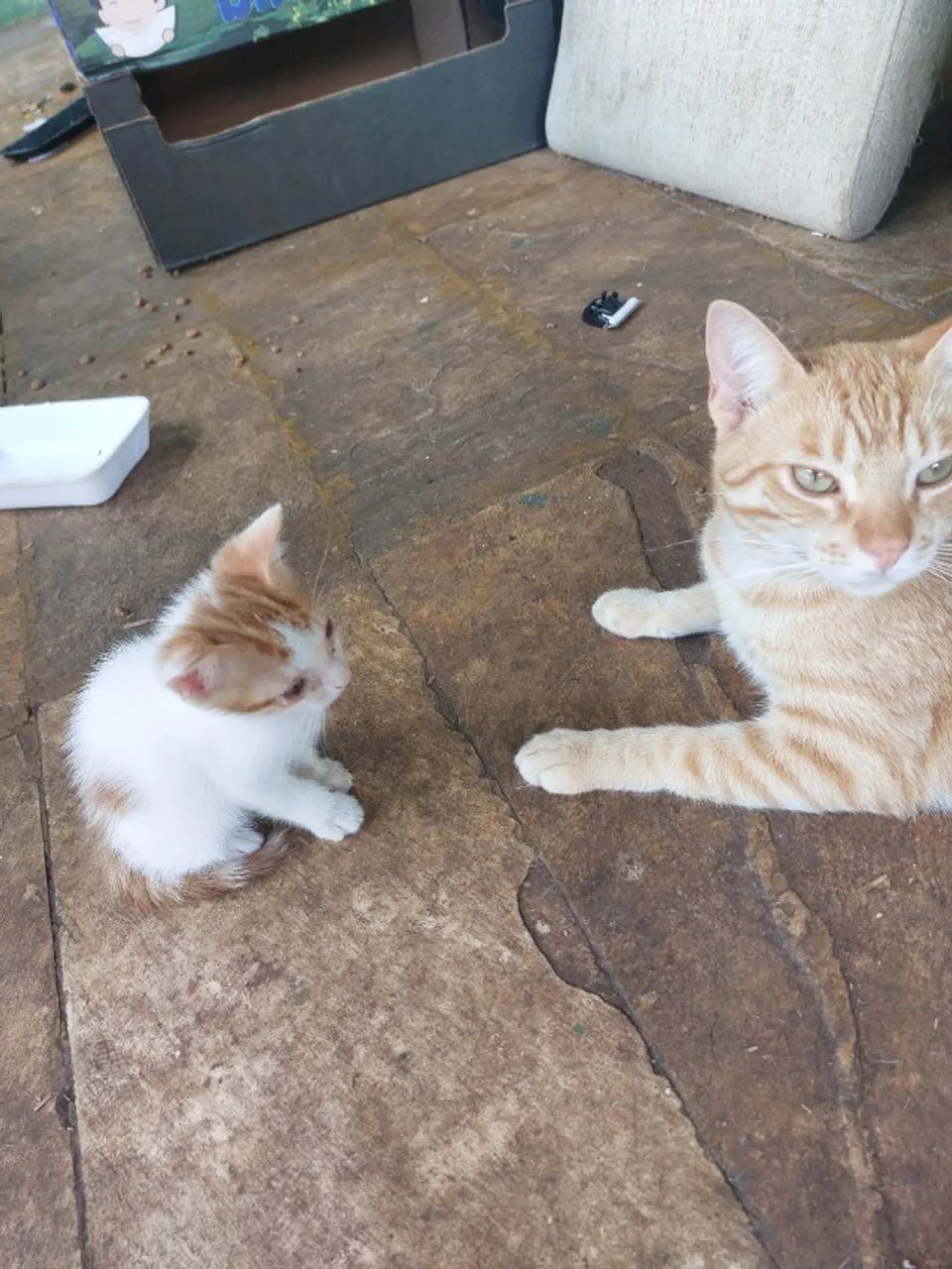 Doacao de gatinhos - Foto 4