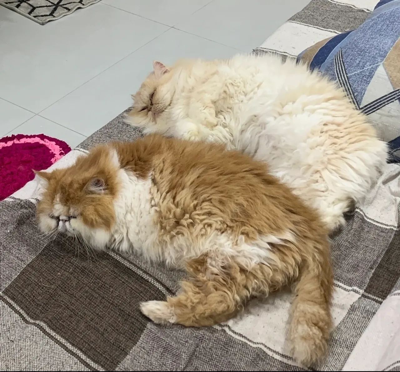 Doação Gatos Persas Castrados