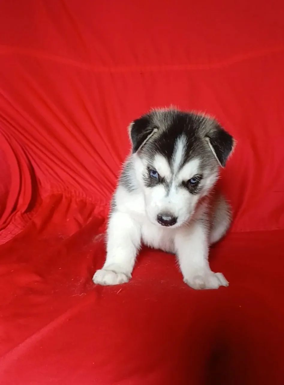 Husky Siberiano  - Foto 3