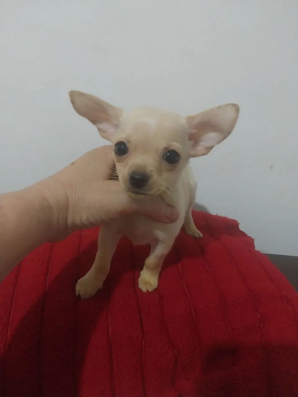 Chihuhua  - Foto 3
