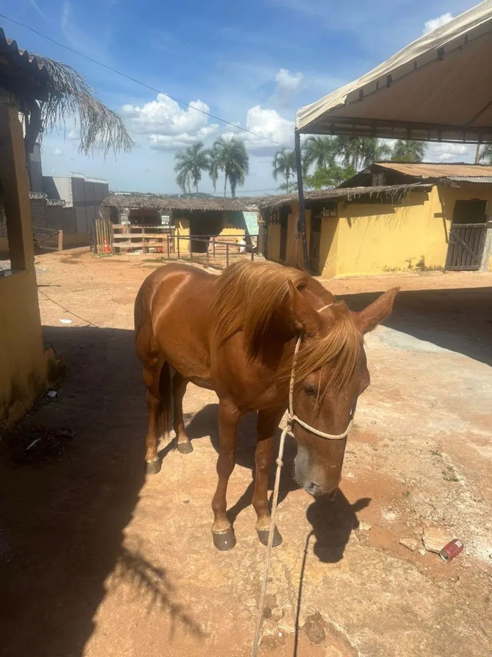 Cavalo 