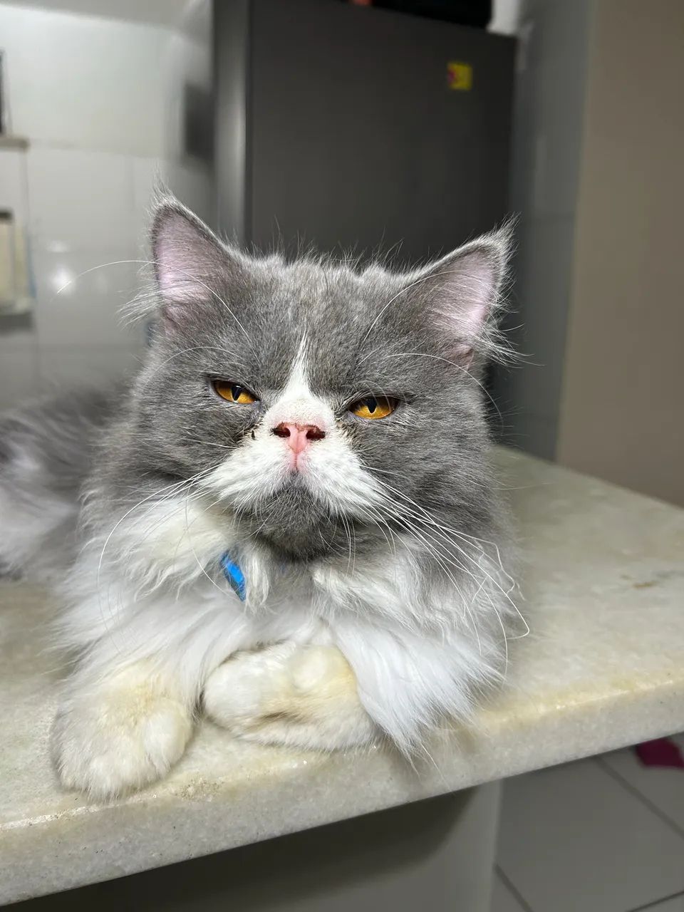 Gato persa 