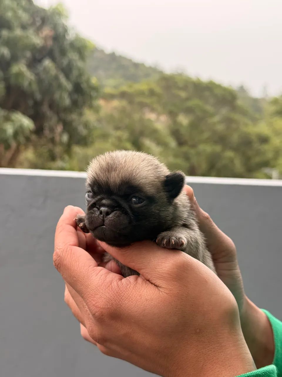 Pug macho 