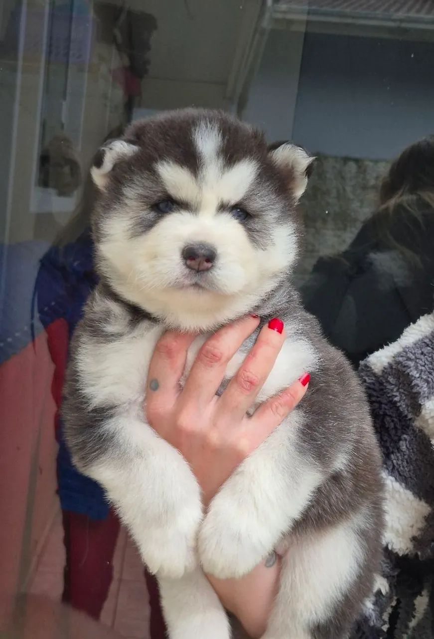 Husky wooly  - Foto 3