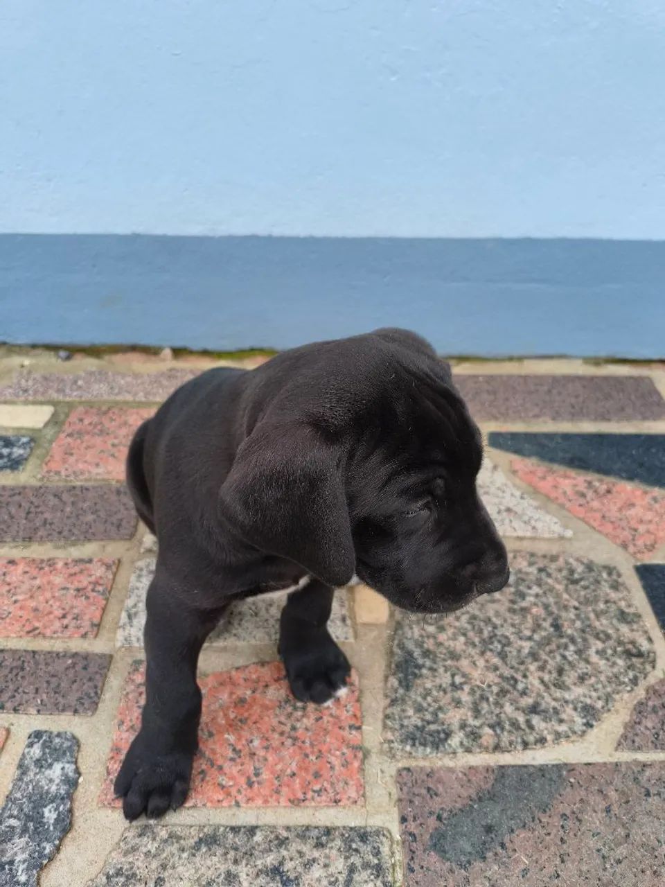 Dogue Alemão  - Foto 2