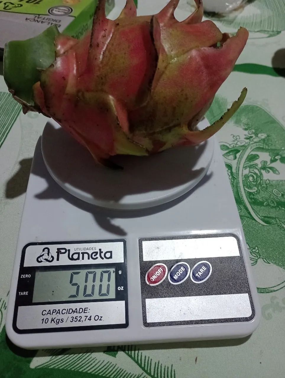 Mudas de pitaya  - Foto 5