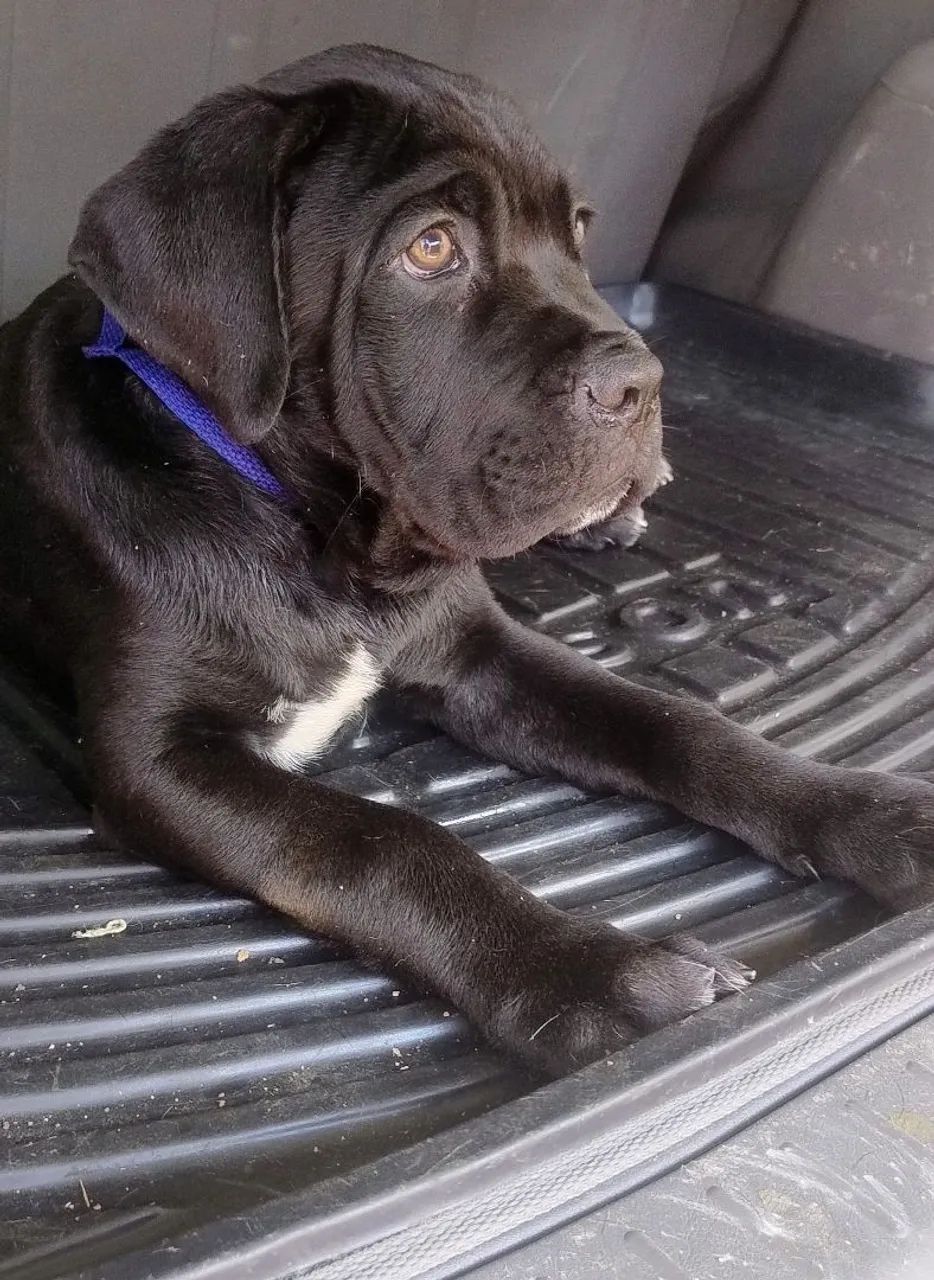 Filhotes Cane corso  - Foto 5