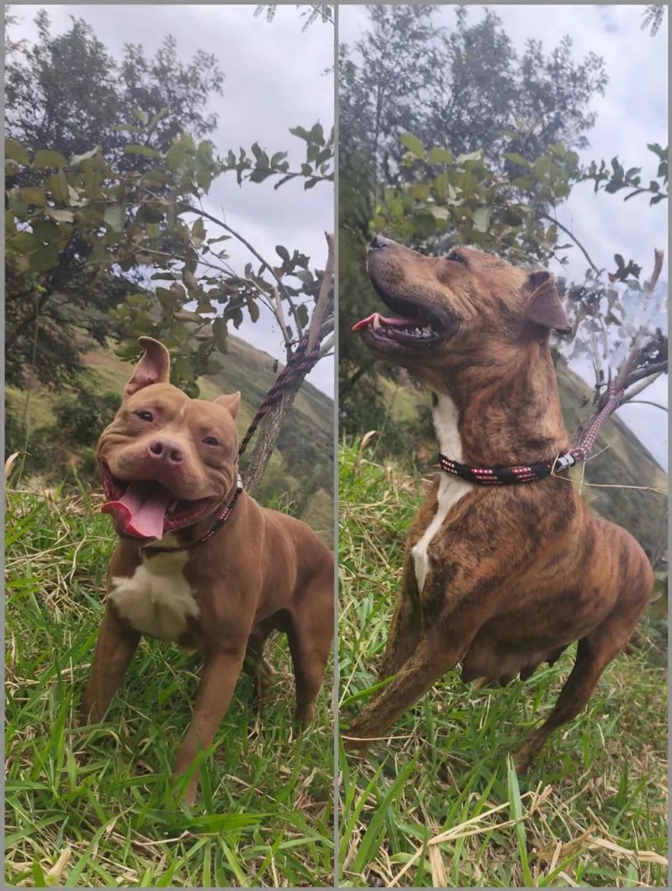 Filhotes de Pitbull 