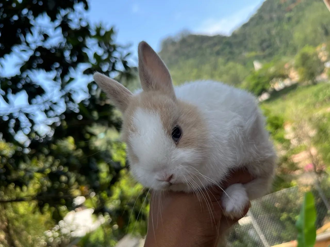 Coelho mini  - Foto 3