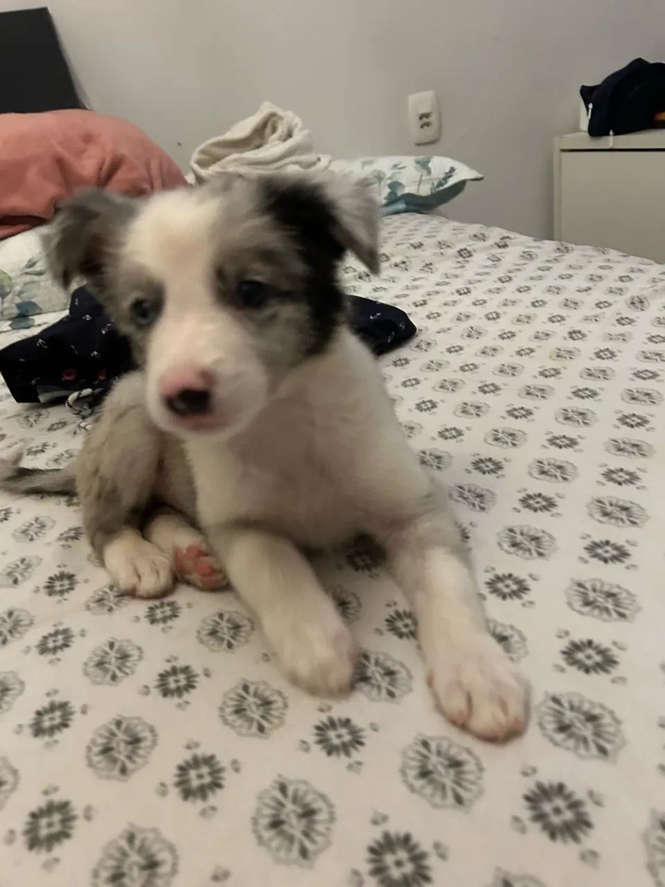 Cachorro  - Foto 3