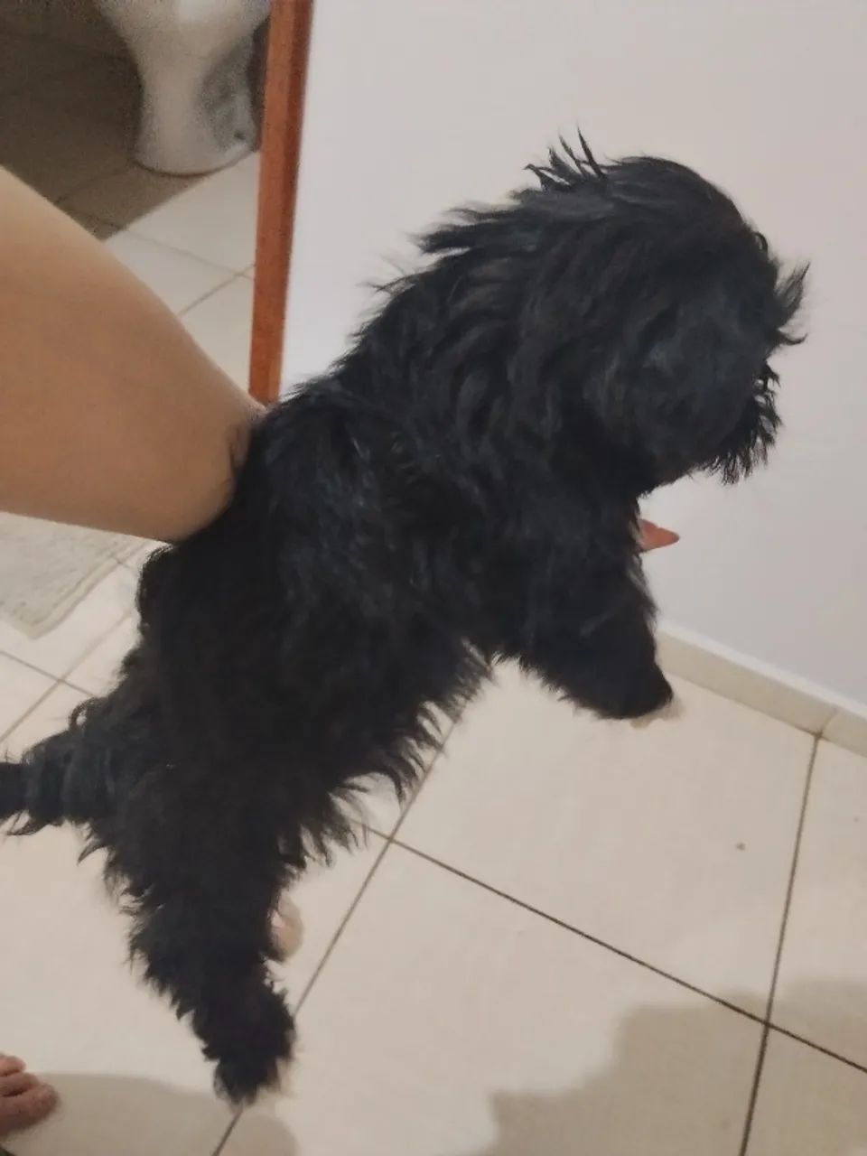 Cachorro - Shitzu  - Foto 5