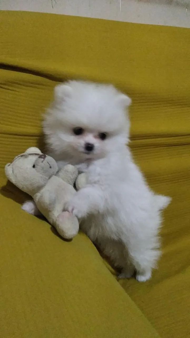 Disponível Lulu com pedigree  - Foto 3