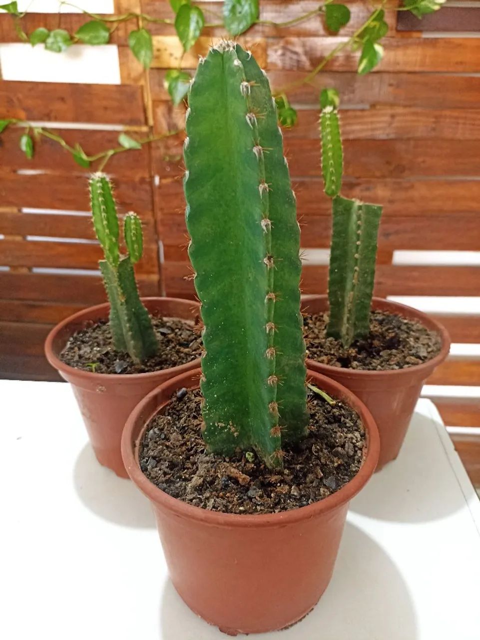 Vendo cacto castelo