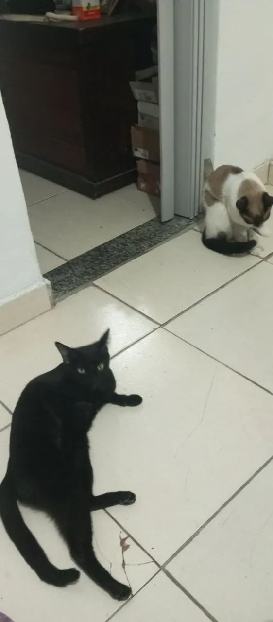 Pets: Doação  - Foto 4