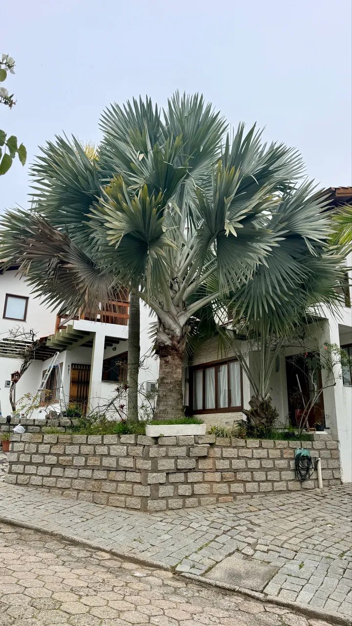 Sobrado Praia mole  - Foto 5