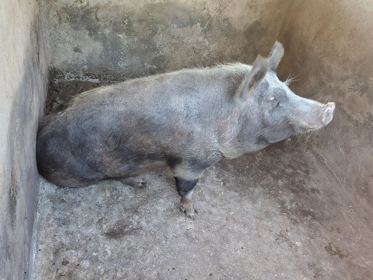 Vendo porca - Foto 2