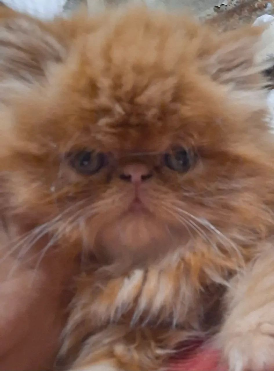 Gato persa Macho laranja  1800.00 - Foto 3