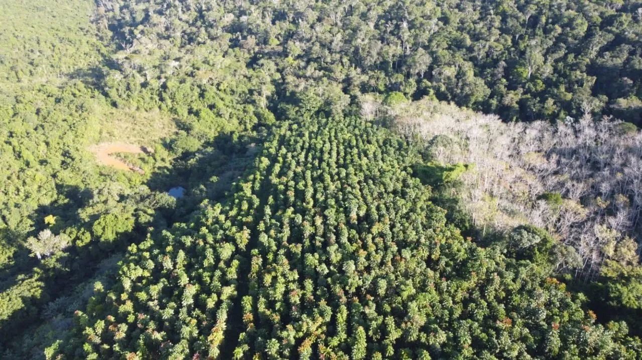 Fazenda à Venda em Camamu - BA - Foto 4