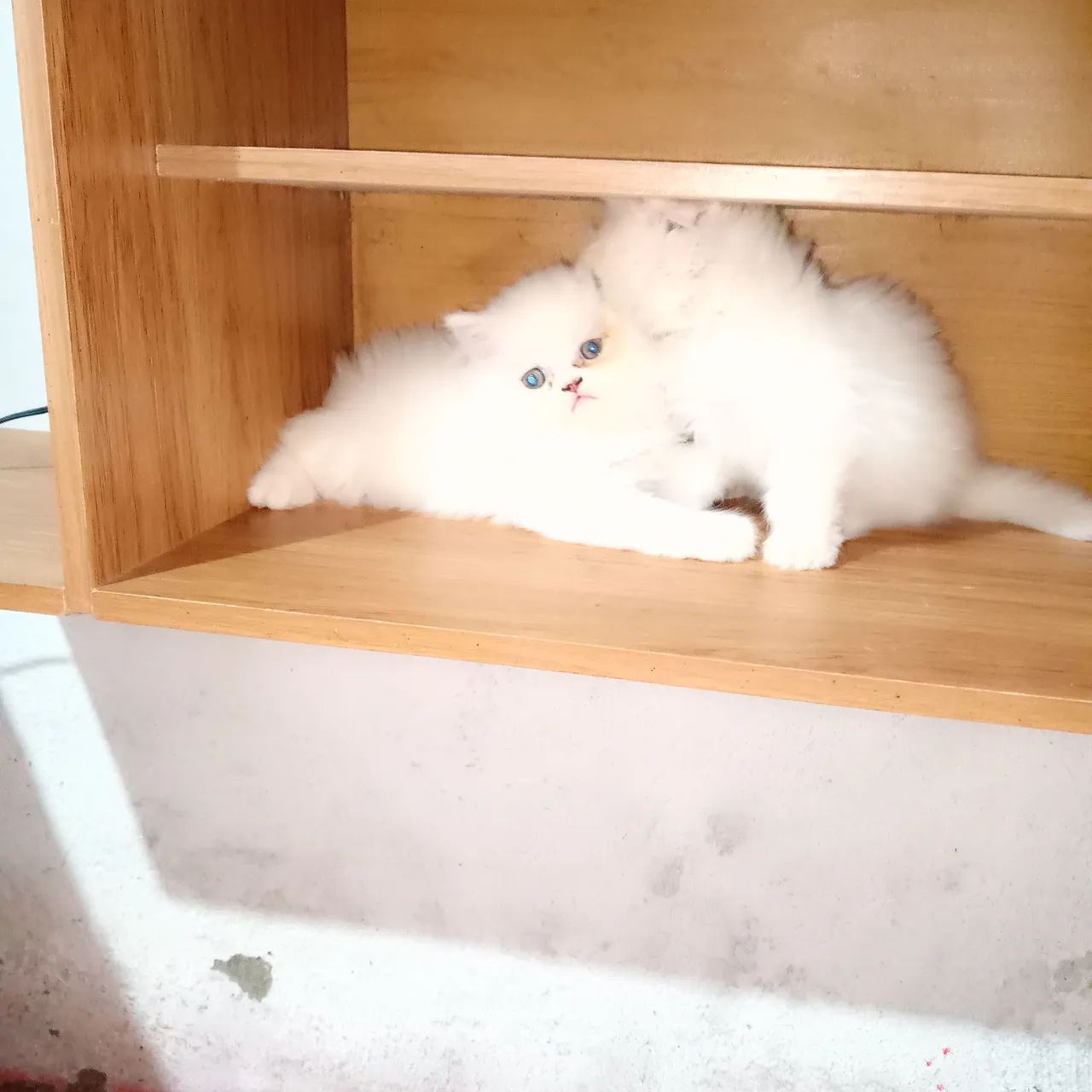 Gato persa - Foto 2