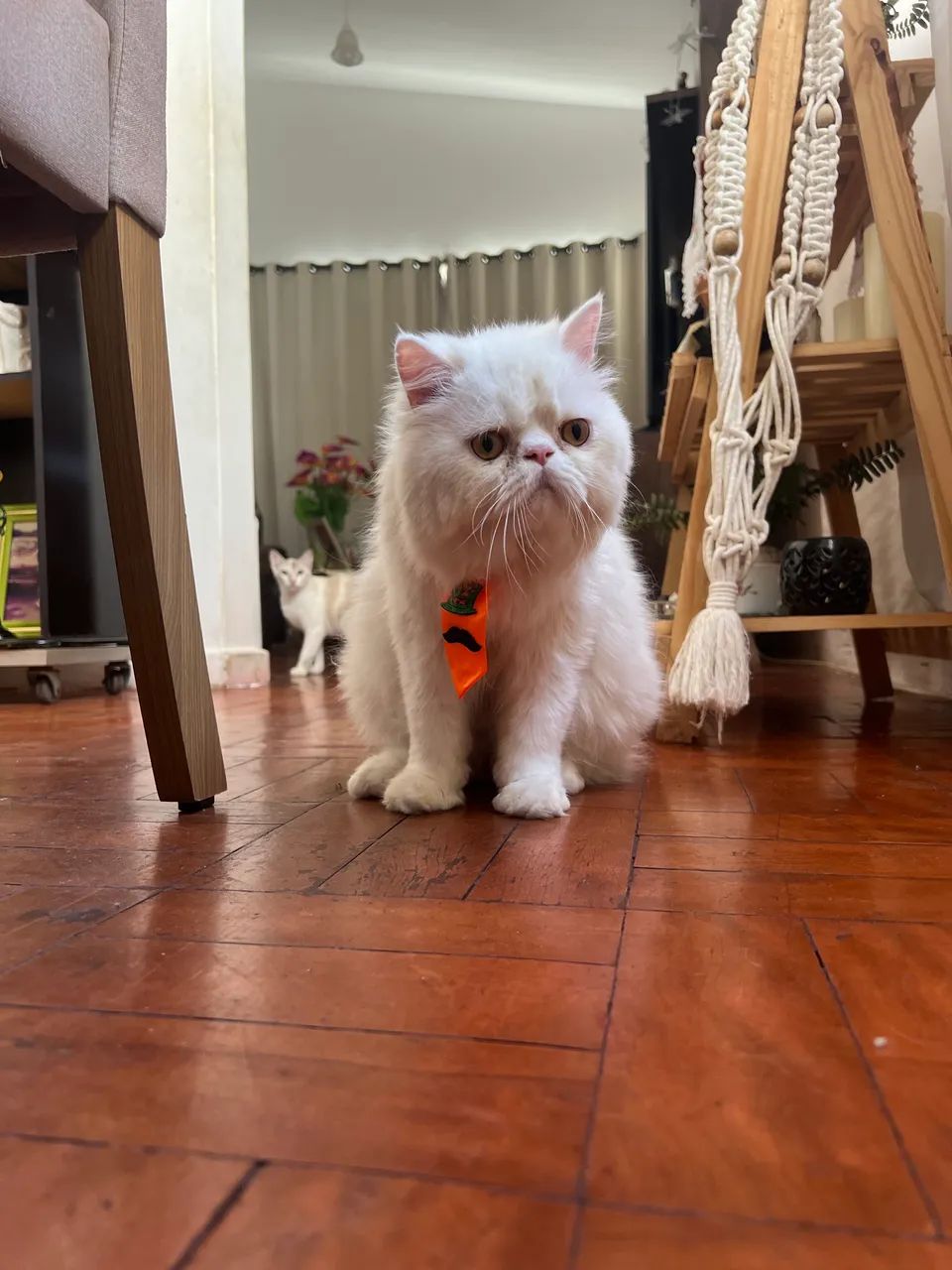 Gato Persa ? - Foto 3