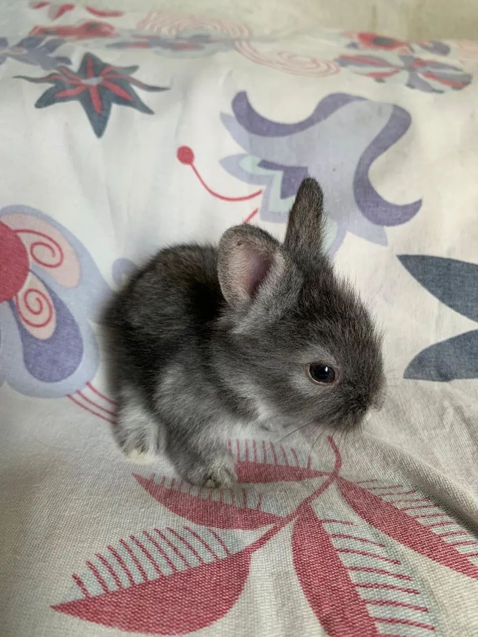 Vendo COELHOS - Foto 2