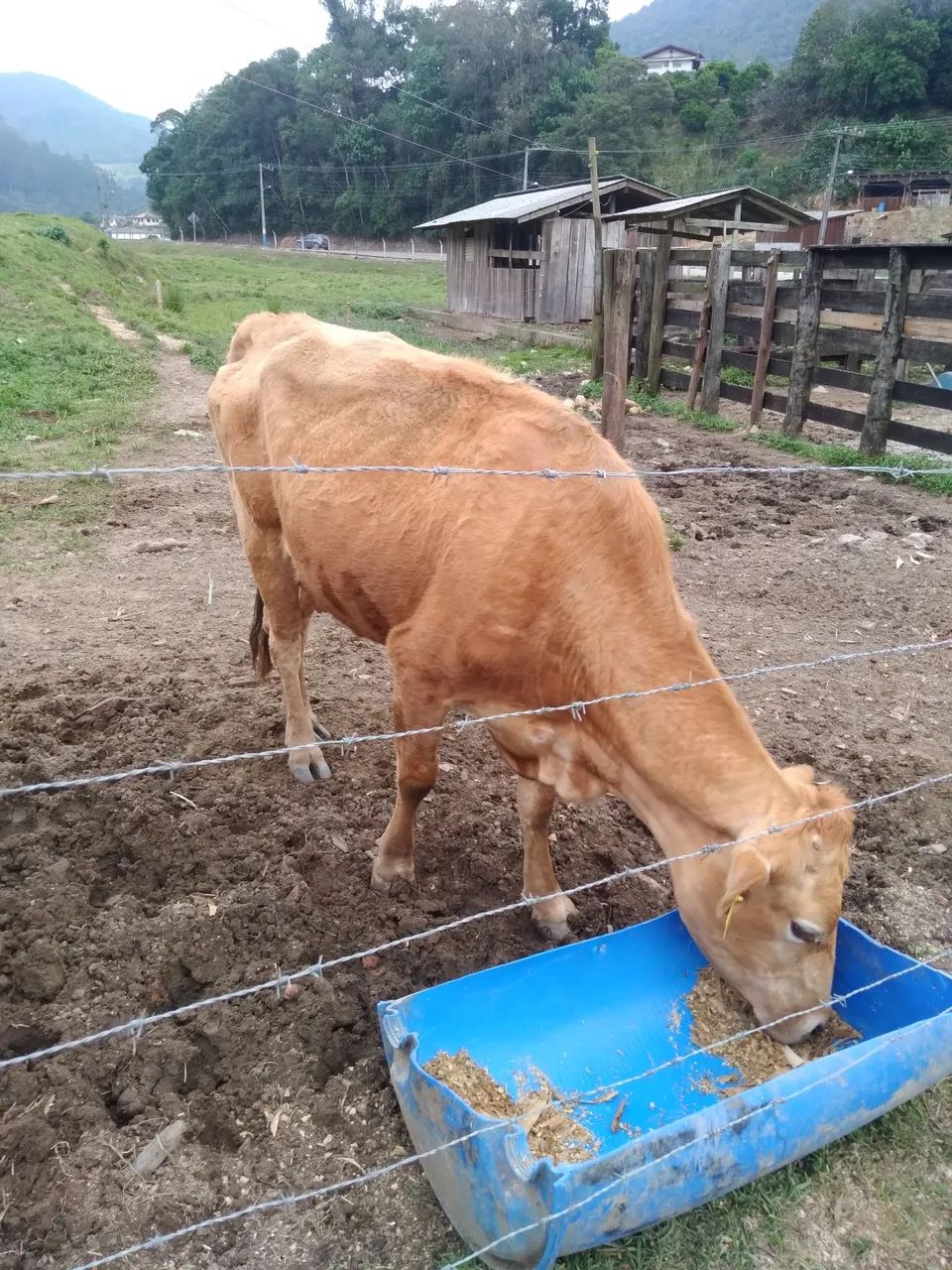 Vendo três  vacas  - Foto 4