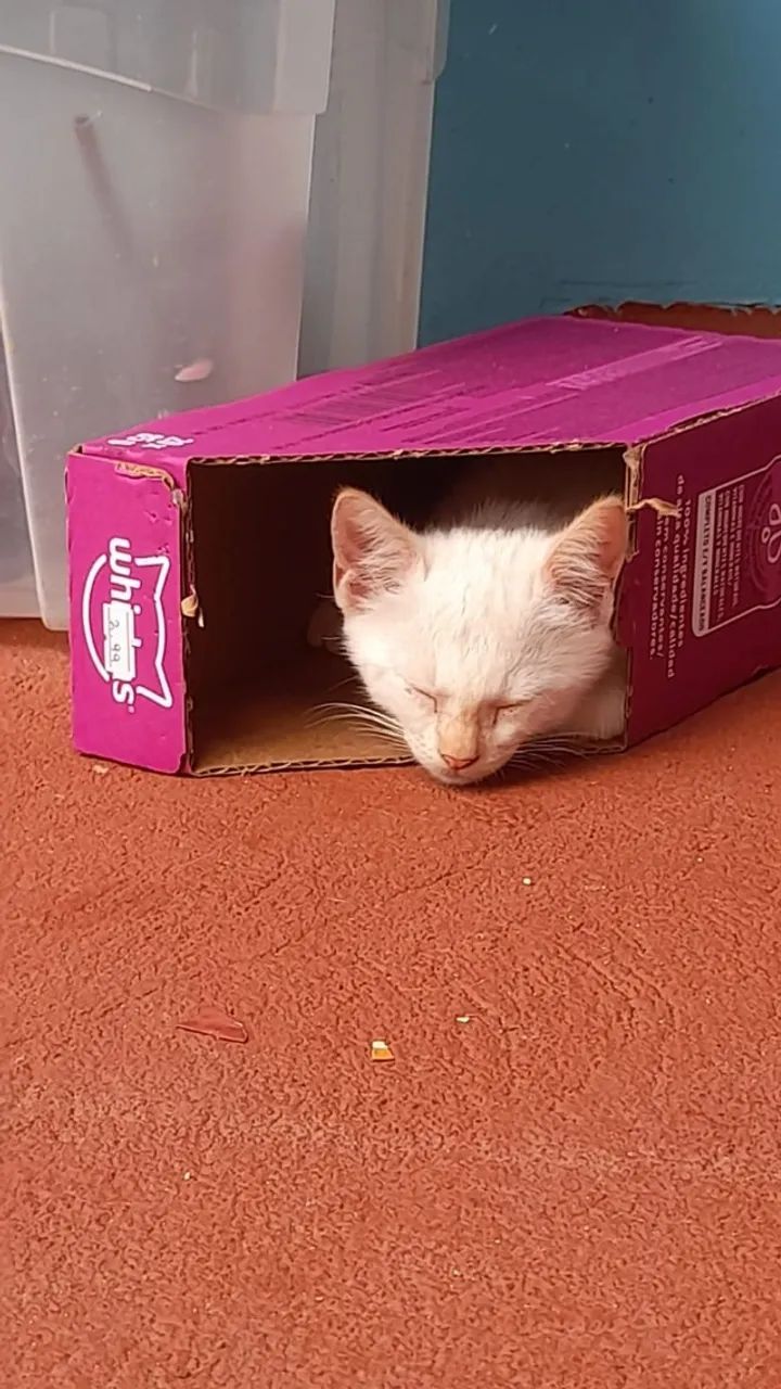 Doação de pet - Foto 3