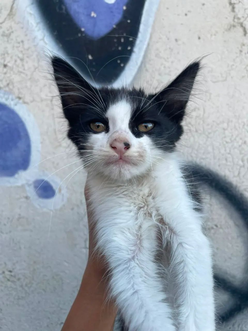 Adoção de gatos  - Foto 6