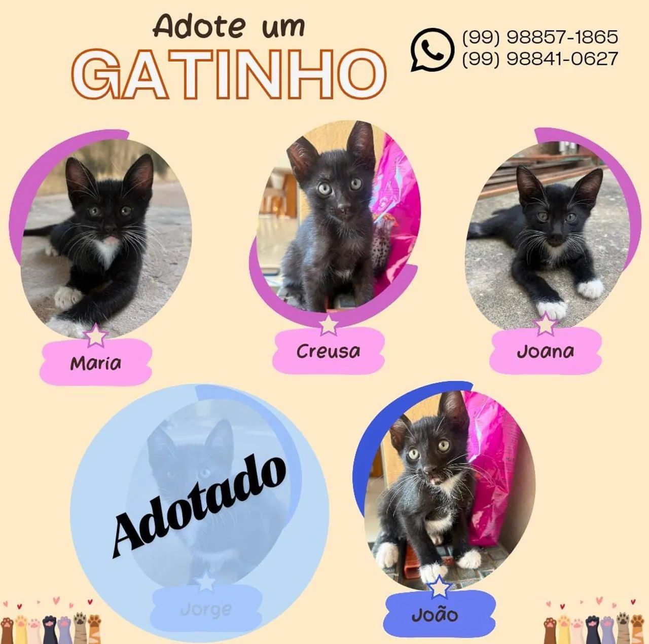 Adote um gatinho