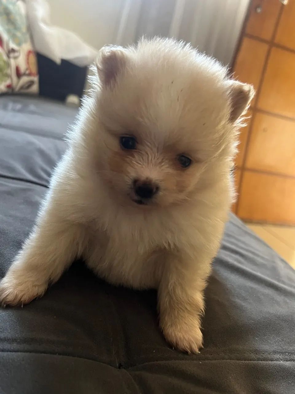 Pet - Foto 4