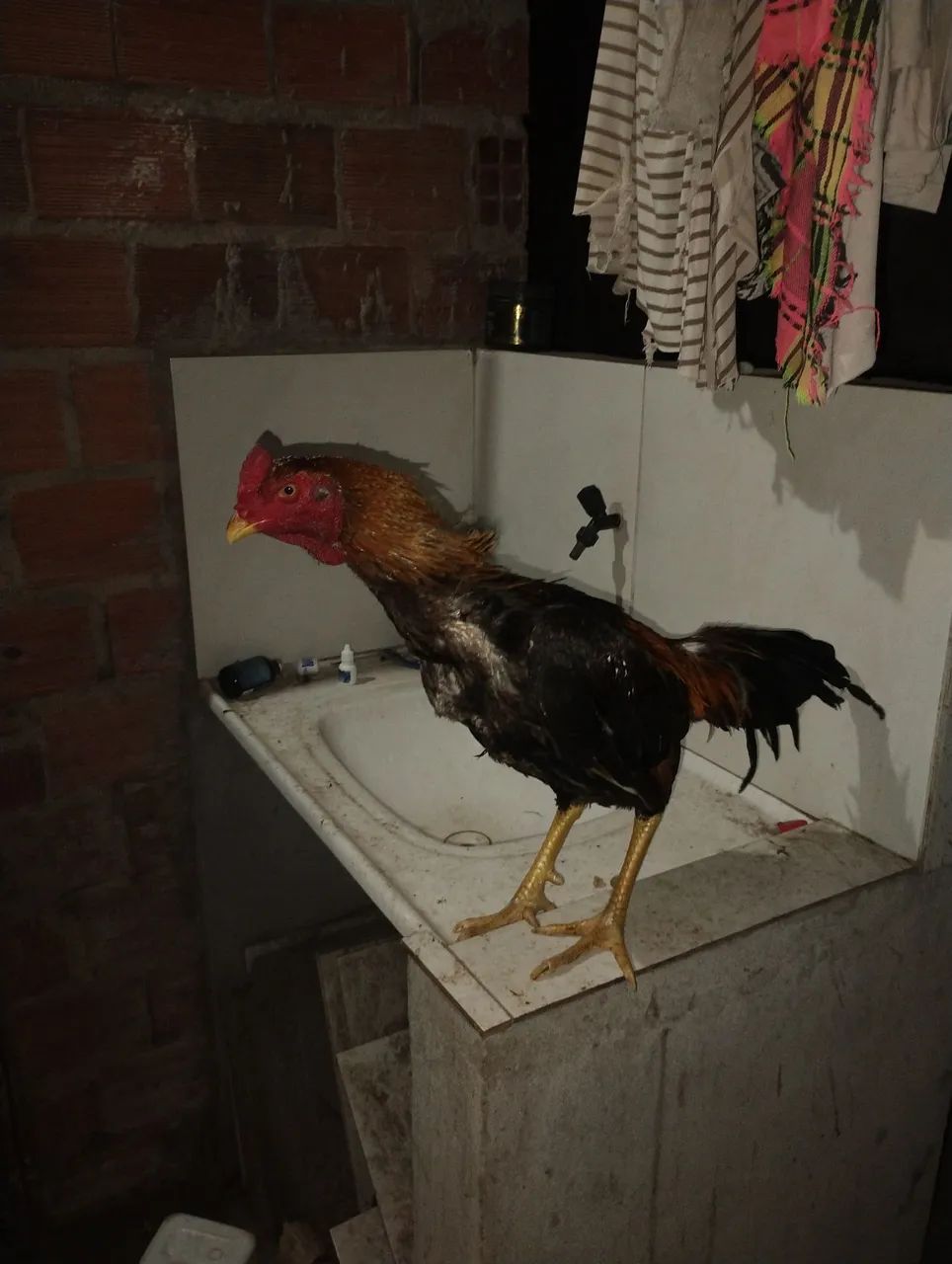 Frangos - Foto 5