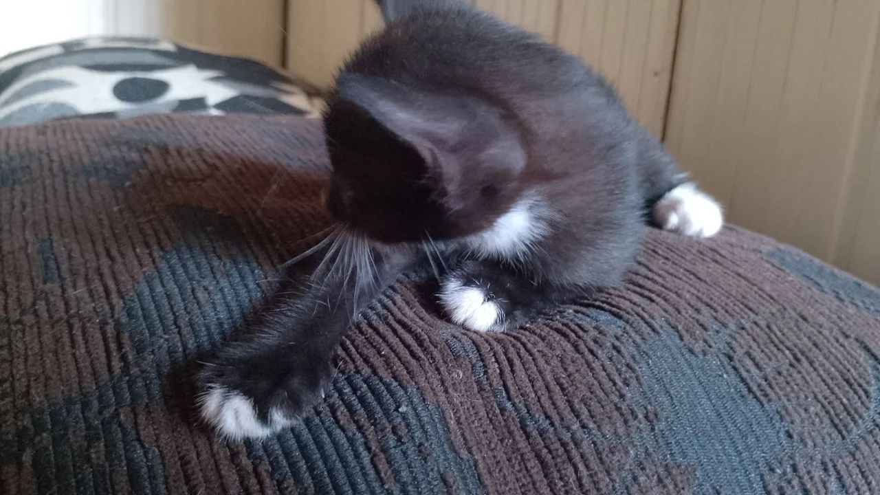 Doação de gatinho - Foto 3
