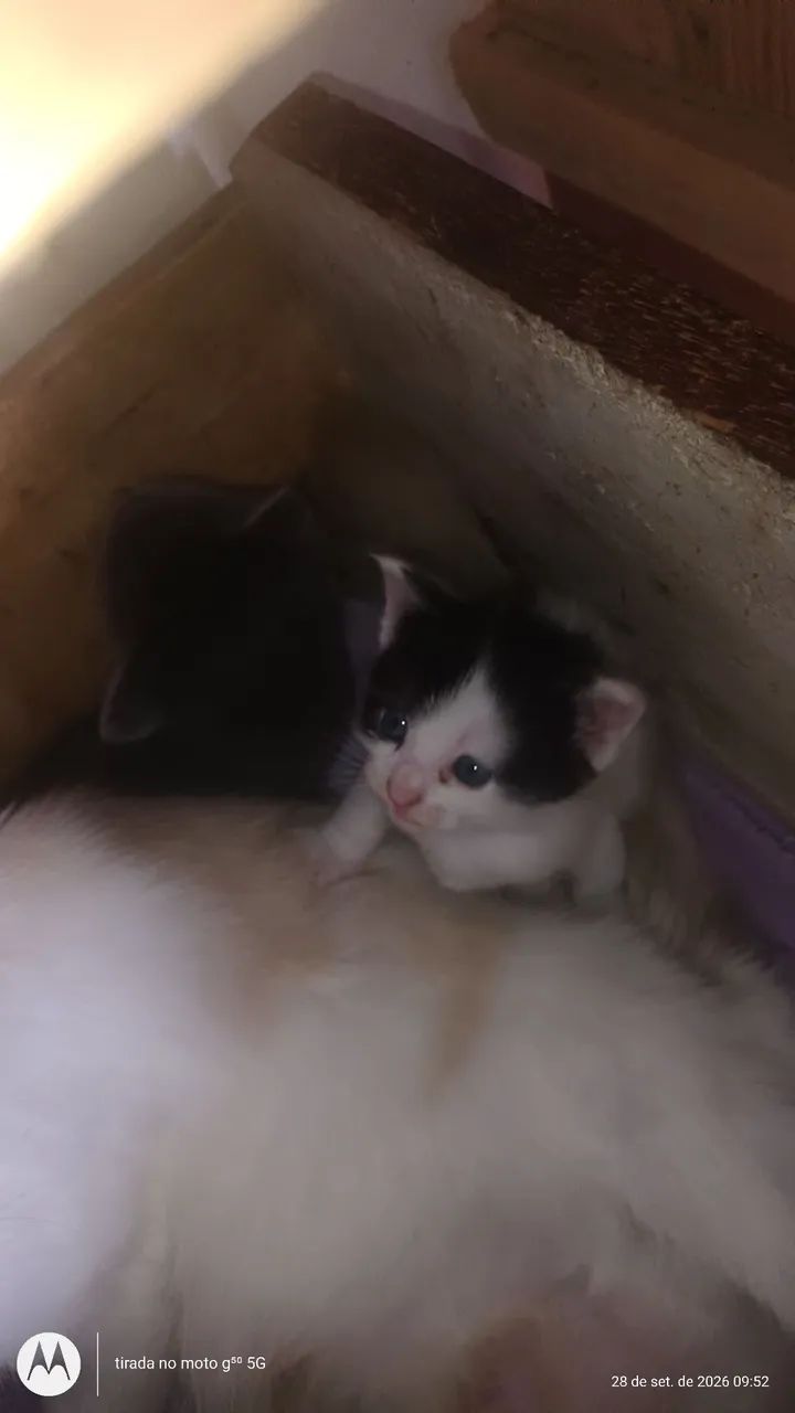Gatos persa com angorá..... - Foto 4
