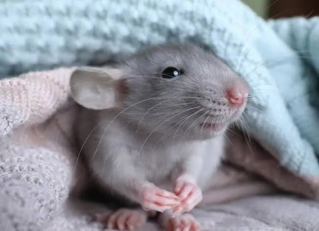 Rato twister mercol dumbo