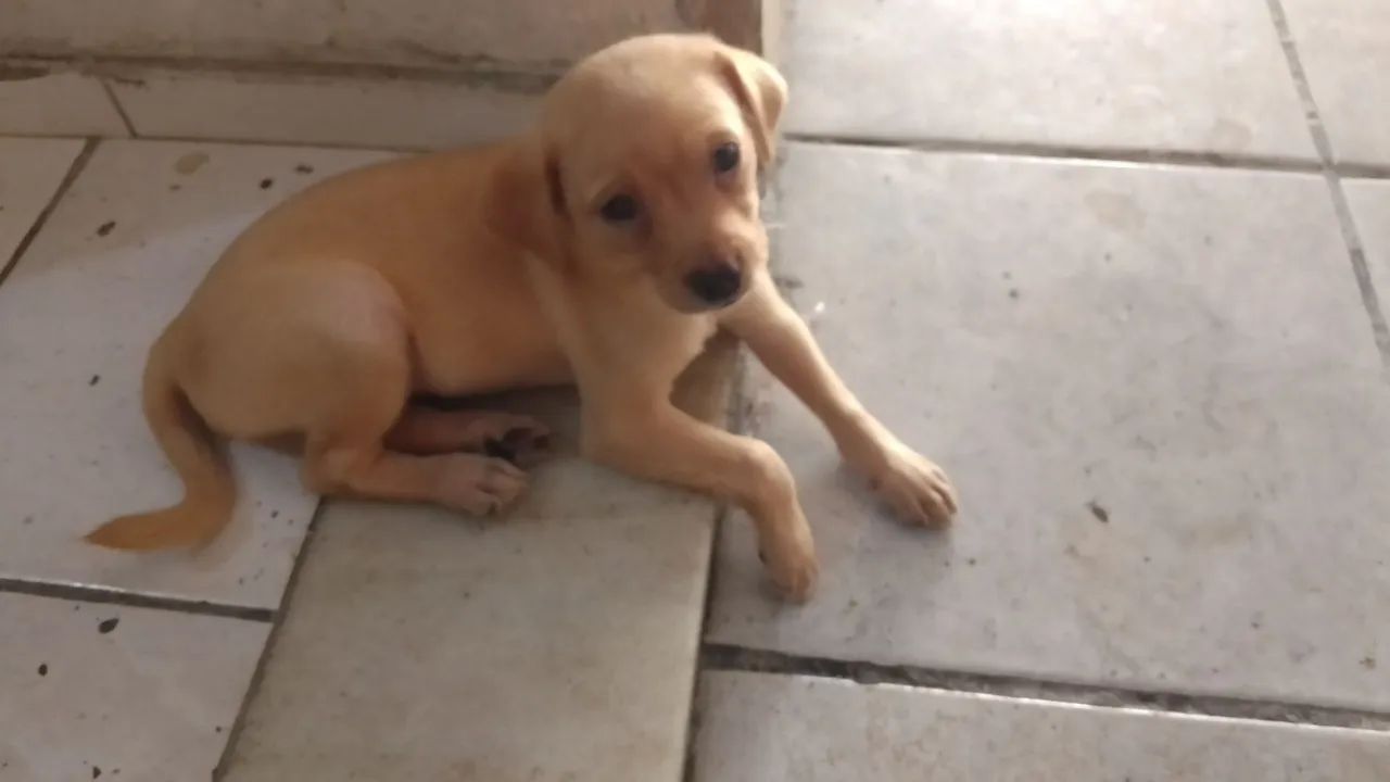 Pincher