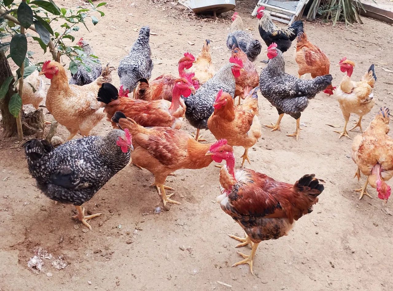 Vendo frangos caipira mistos. 
