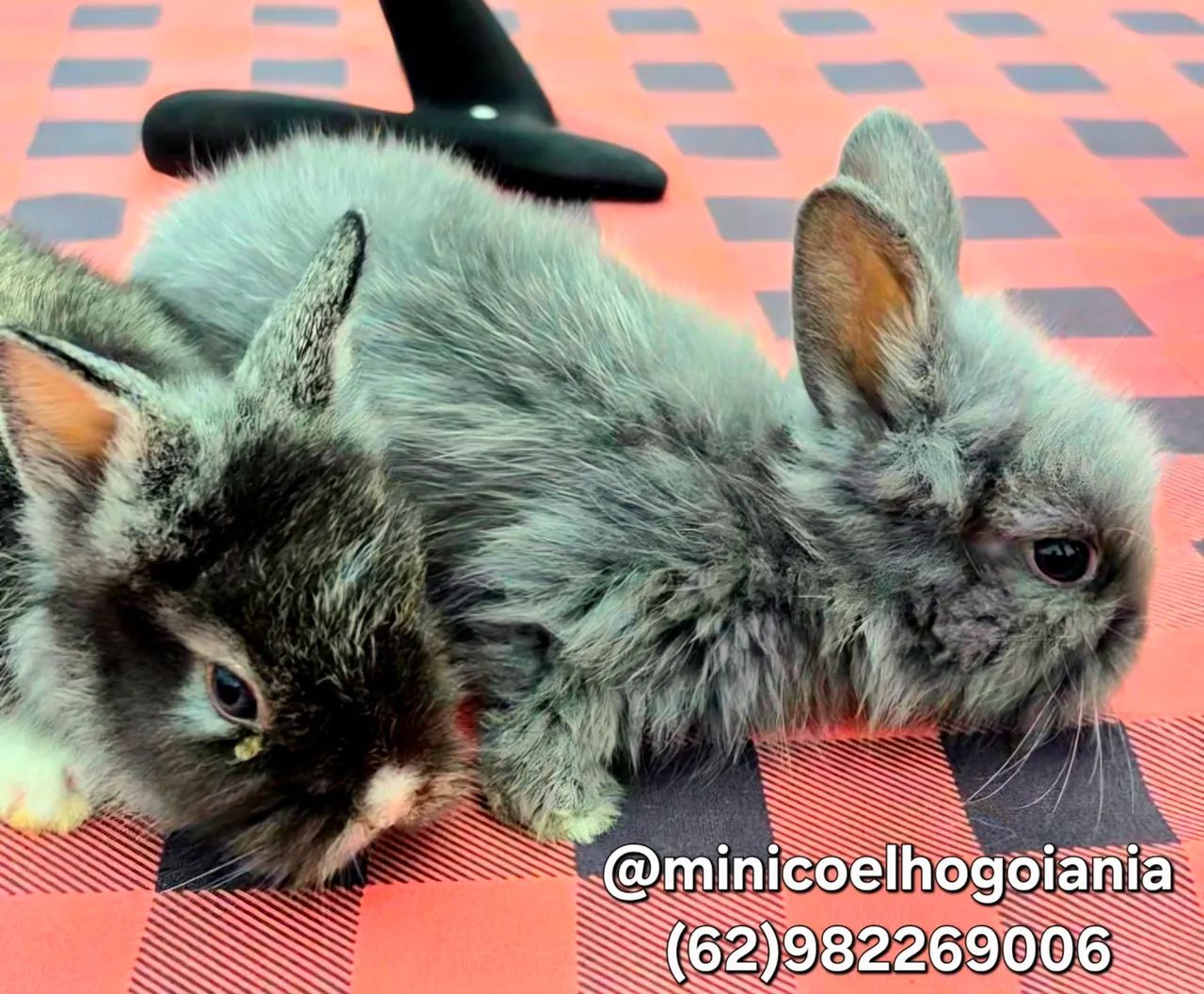 Mini Coelho Anão Lionhead Olhos Azuis - Filhotes Muito Lindos em Goiânia - Foto 4