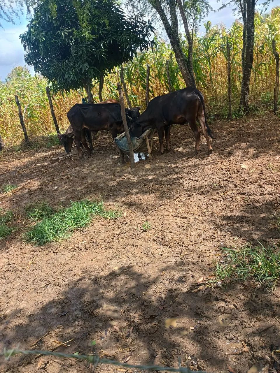 Novilhas  - Foto 2
