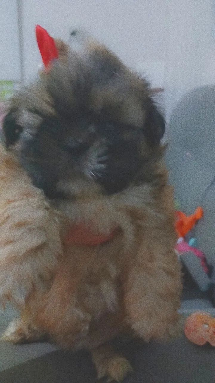 Cachorro  - Foto 2