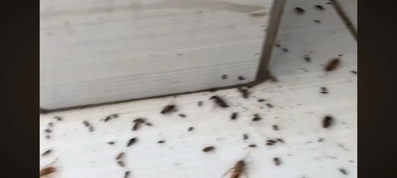   Controle de pragas  promocao . - Foto 4