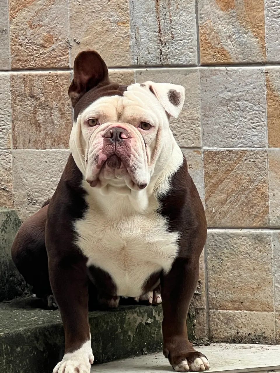 Buldogue Inglês  - Foto 2