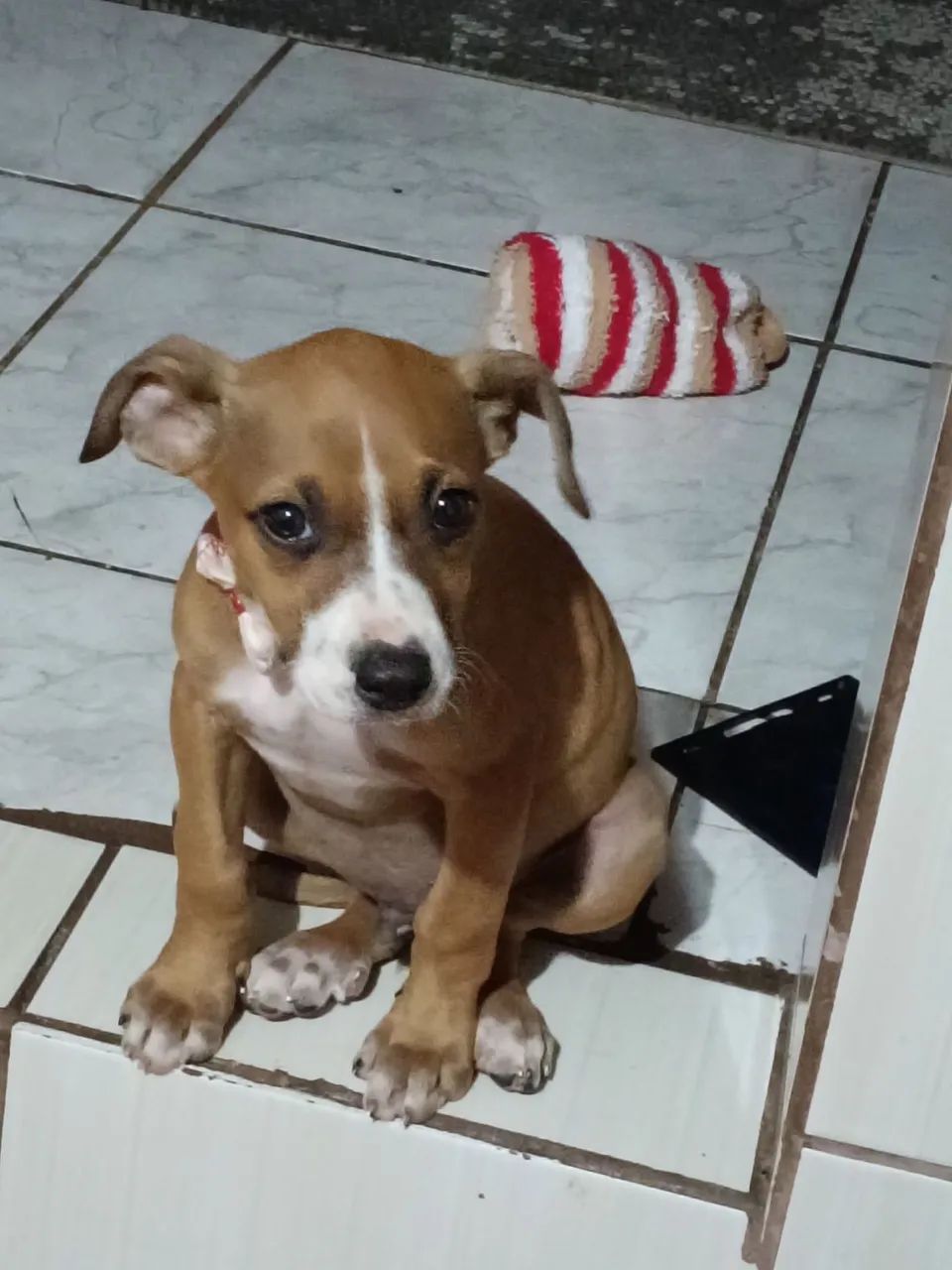 Cachorro 