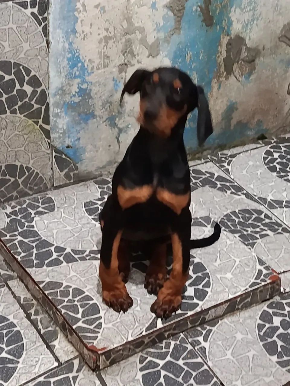 Doberman  - Foto 2