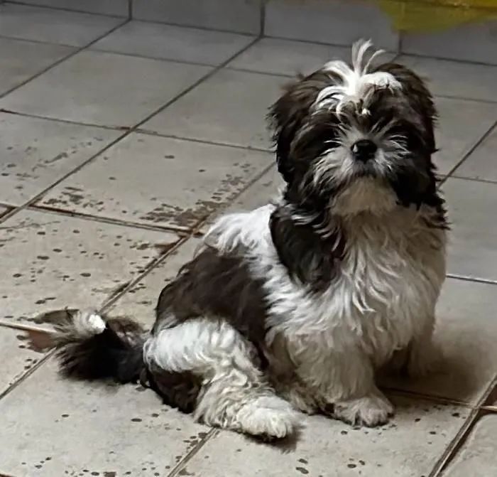 Cachorro - Foto 4