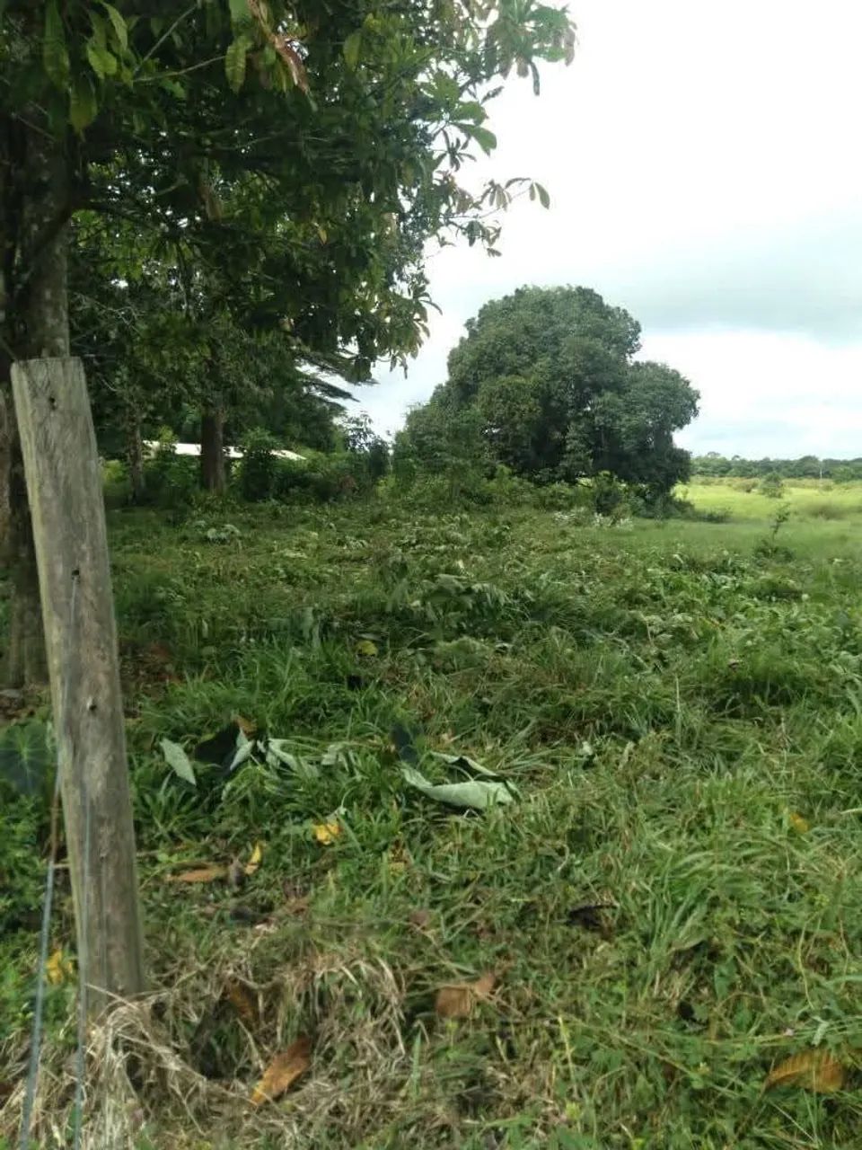 Fazenda em Tailândia, Pará 580 hec - Foto 3
