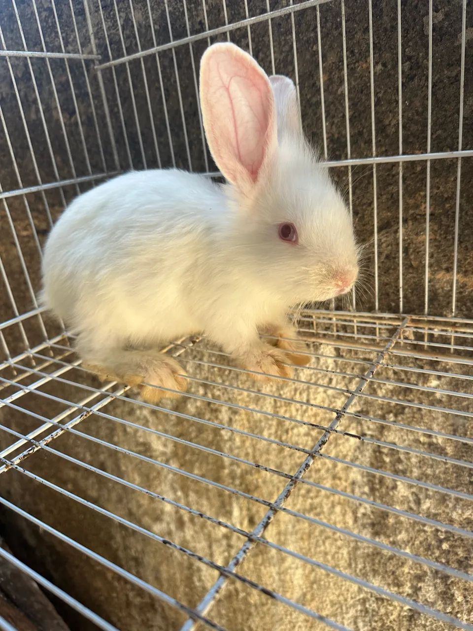 Coelhos jovens a venda $30 a unidade. - Foto 2