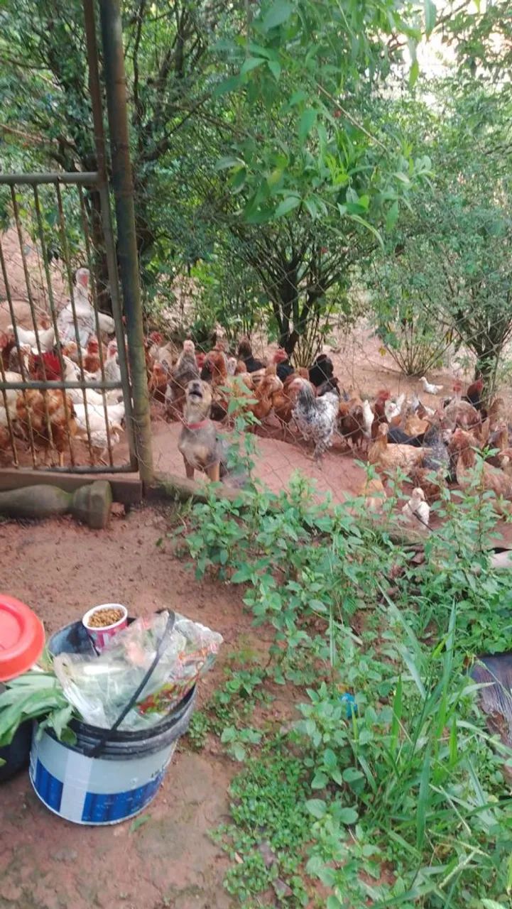 Galinhas a venda tenho vários raças rodhia ,Brahma,Nova gem,polaca e também tenho patos  - Foto 5