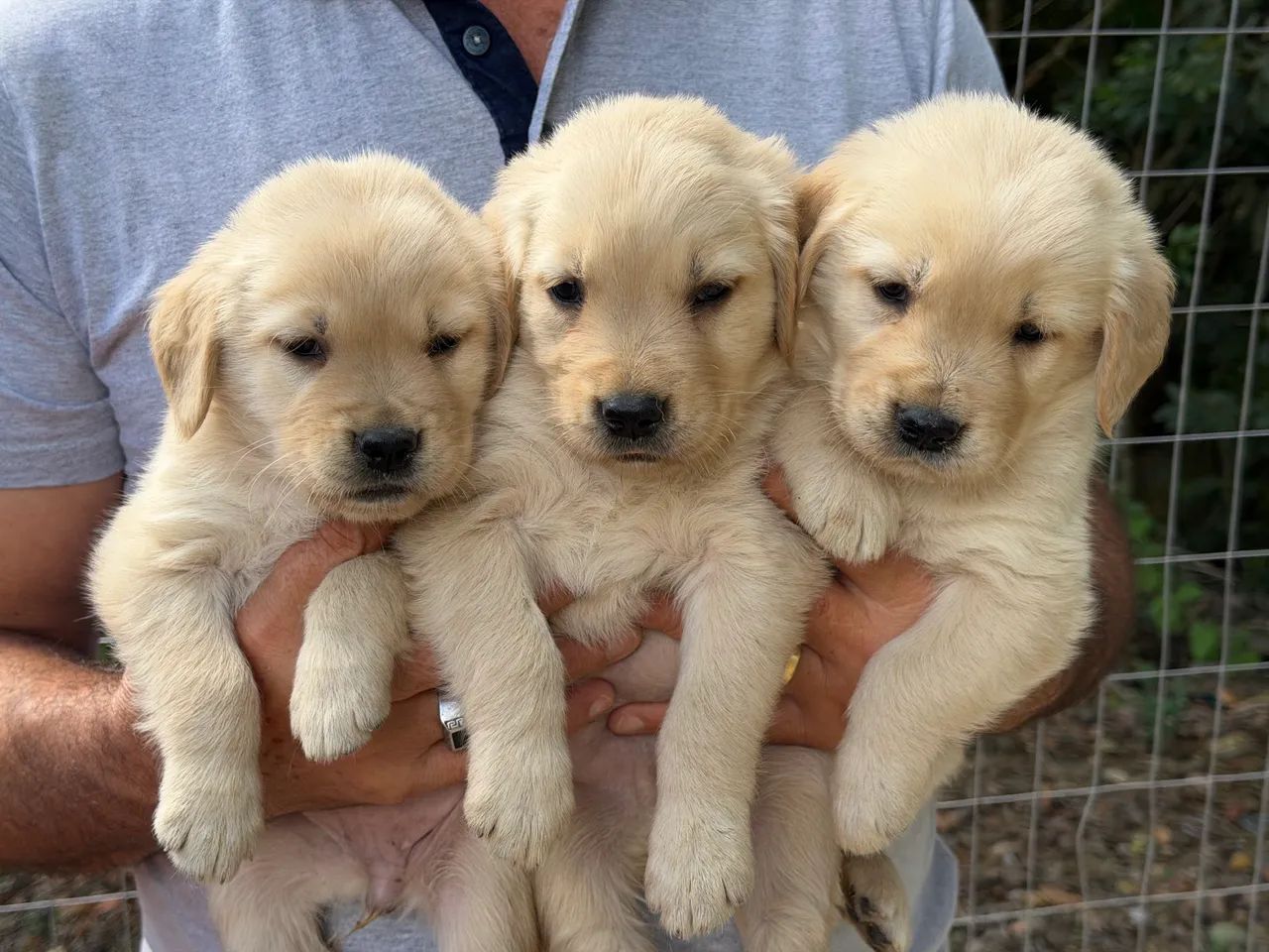 Golden Retriver  - Foto 2