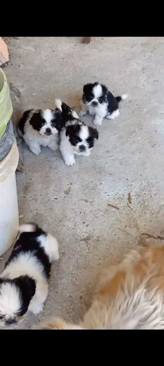 Cachorro  - Foto 2